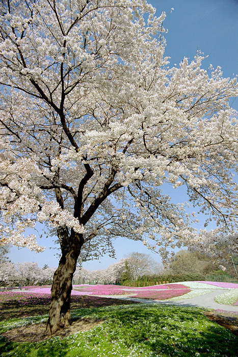 c0028713_2241295.jpg