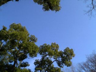 e0119017_4175350.jpg