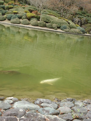 e0110719_824233.jpg