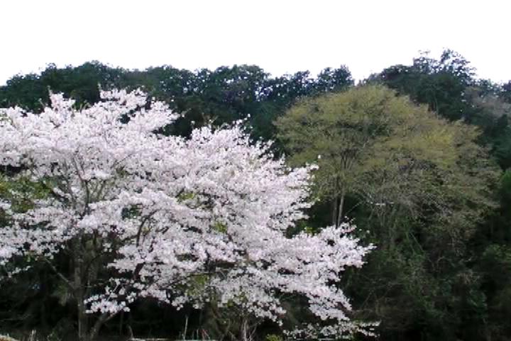 a0097823_222130100.jpg
