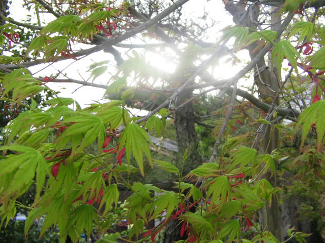 e0129831_21305043.jpg