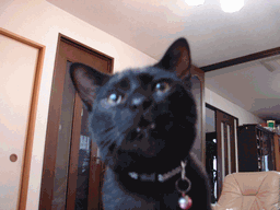 c0136736_20123941.gif