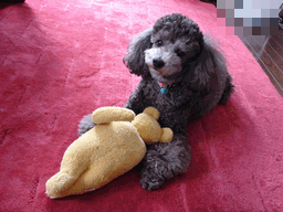 c0136736_2014767.gif
