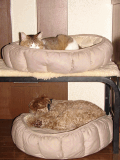c0136736_2072582.gif