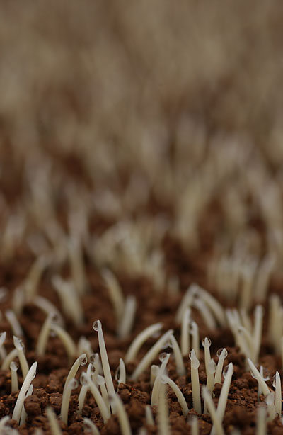c0145453_742267.jpg