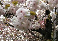 a0094959_2320032.jpg