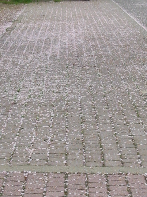 d0094868_19323812.jpg