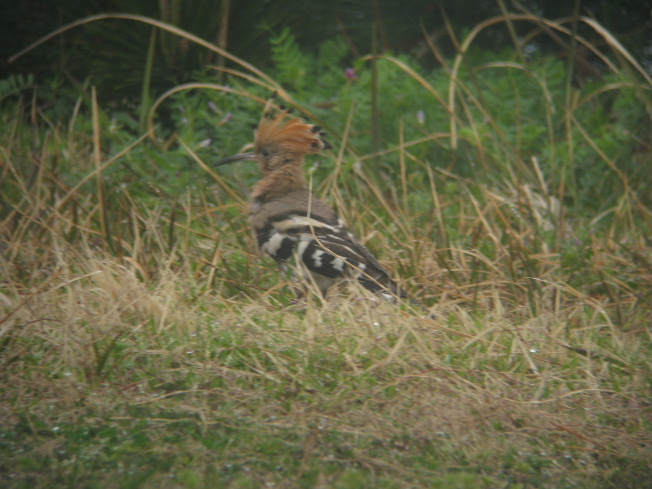 e0018678_23225099.jpg