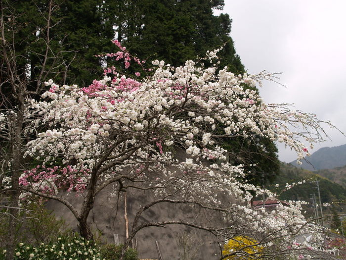 c0116915_2374963.jpg