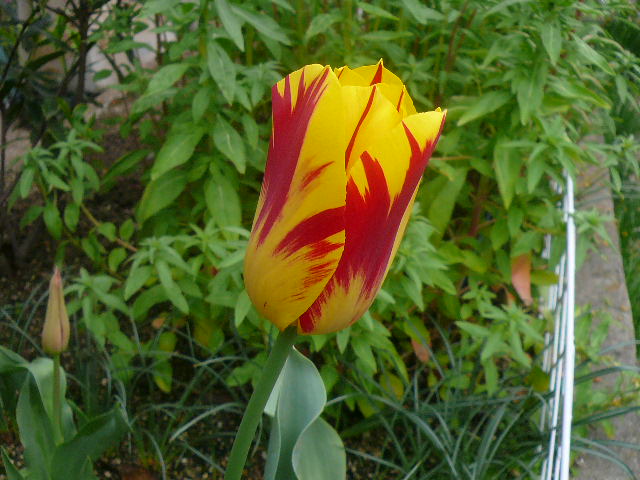 e0026017_20381173.jpg
