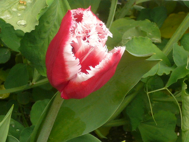 e0026017_20391111.jpg