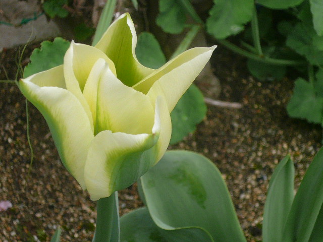 e0026017_20405531.jpg