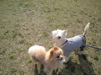 b0075318_2222536.gif