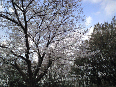 b0075318_2223295.gif