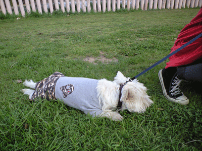 b0075318_22244773.gif