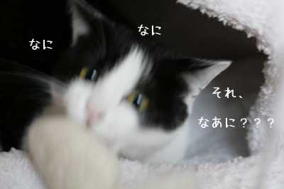 f0073833_11244069.jpg