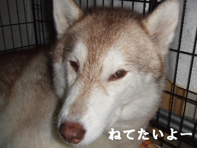 e0121548_20334072.jpg