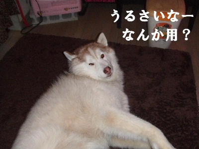 e0121548_2033925.jpg