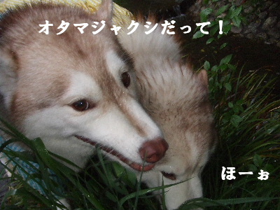 e0121548_2165137.jpg