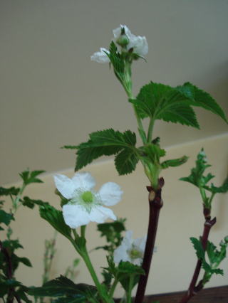 f0041850_18285338.jpg