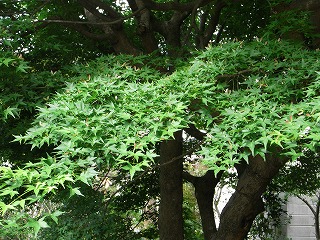 b0061863_8482655.jpg