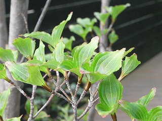 b0061863_8483660.jpg