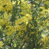 e0041168_1001531.jpg
