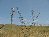 e0041168_1091841.jpg