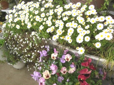 c0078480_183521.jpg