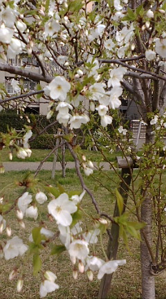 f0004180_11113224.jpg