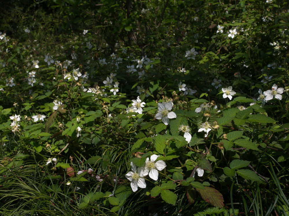a0083081_1629157.jpg