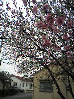 a0065800_1154164.jpg