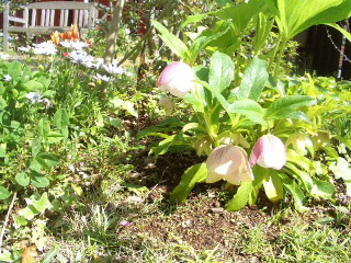 c0056707_1572349.jpg
