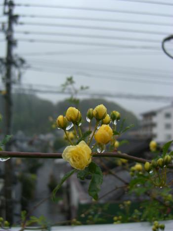 c0023323_643440.jpg