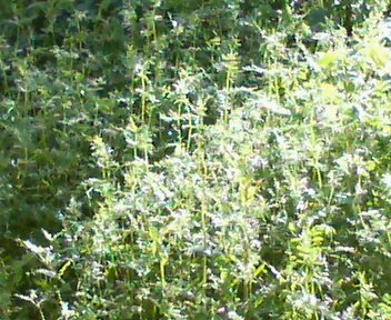 f0036223_7481613.jpg