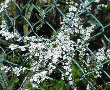 b0094025_19371667.jpg