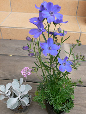 f0061334_20483134.jpg