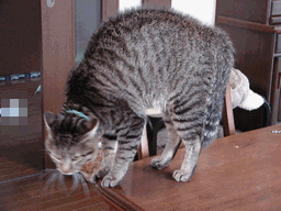 c0136736_20141226.gif