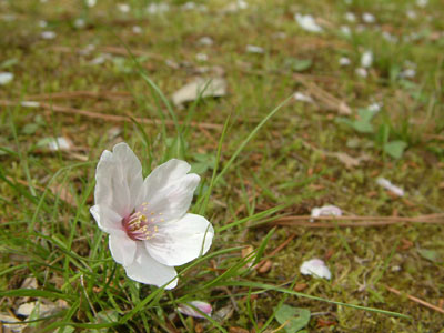 c0050264_01206.jpg