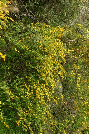 e0054067_11153624.jpg