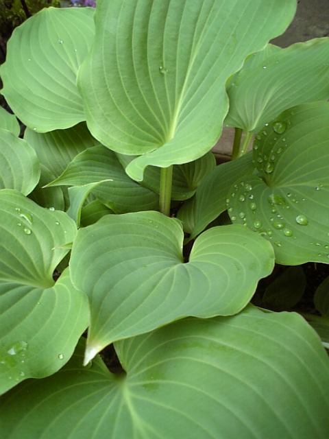 c0124776_18412637.jpg