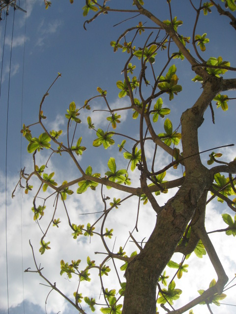f0129187_11405989.jpg