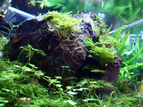 a0049090_20564928.jpg