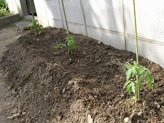 c0076204_2313523.jpg