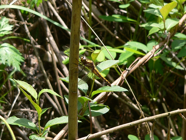 e0002314_1662534.jpg