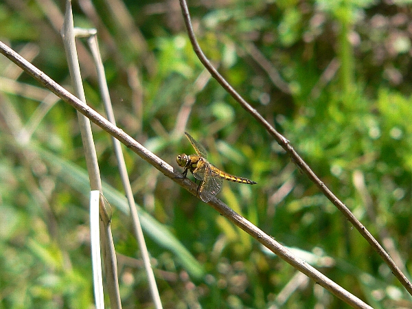 e0002314_1665670.jpg