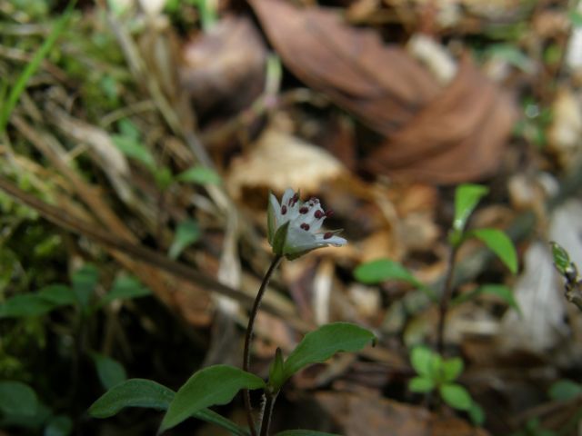 e0145033_18411032.jpg