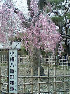 c0011446_214373.jpg