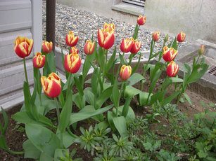 a0088456_20463614.jpg