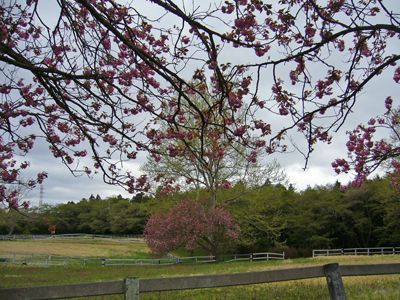 b0045357_12174986.jpg